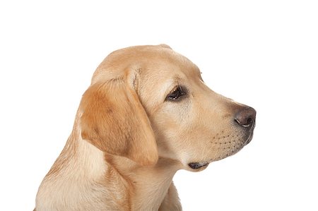 simsearch:400-05890888,k - Beautiful Labrador retriever, champagne colored, isolated on white background Foto de stock - Royalty-Free Super Valor e Assinatura, Número: 400-07449292