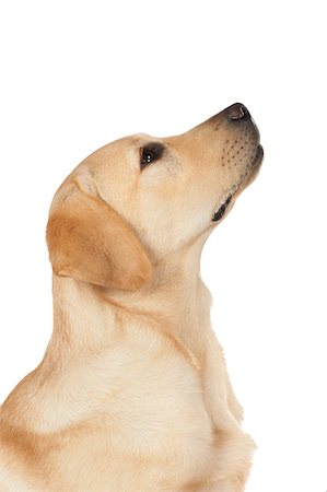 Beautiful Labrador retriever, champagne colored, isolated on white background Stock Photo - Budget Royalty-Free & Subscription, Code: 400-07449304