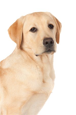 simsearch:400-05890888,k - Beautiful Labrador retriever, champagne colored, isolated on white background Foto de stock - Royalty-Free Super Valor e Assinatura, Número: 400-07449305