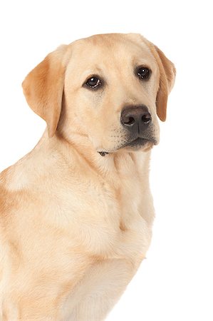 simsearch:400-05890888,k - Beautiful Labrador retriever, champagne colored, isolated on white background Foto de stock - Royalty-Free Super Valor e Assinatura, Número: 400-07449306