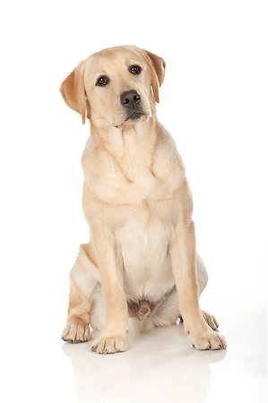 simsearch:400-05890888,k - Beautiful Labrador retriever, champagne colored, isolated on white background Foto de stock - Royalty-Free Super Valor e Assinatura, Número: 400-07449308