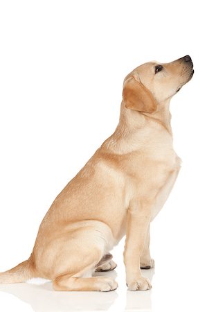 Beautiful Labrador retriever, champagne colored, isolated on white background Stock Photo - Budget Royalty-Free & Subscription, Code: 400-07449309