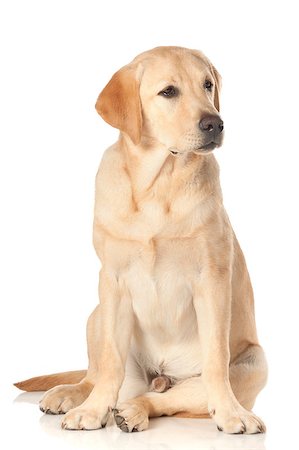 simsearch:400-05890888,k - Beautiful Labrador retriever, champagne colored, isolated on white background Foto de stock - Royalty-Free Super Valor e Assinatura, Número: 400-07449300