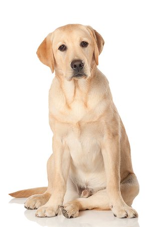 Beautiful Labrador retriever, champagne colored, isolated on white background Stock Photo - Budget Royalty-Free & Subscription, Code: 400-07449301