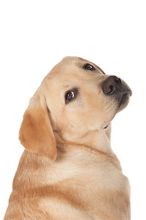 simsearch:400-05890888,k - Beautiful Labrador retriever, champagne colored, isolated on white background Foto de stock - Royalty-Free Super Valor e Assinatura, Número: 400-07449302