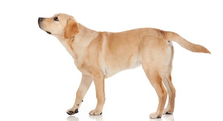 simsearch:400-05890888,k - Beautiful Labrador retriever, champagne colored, isolated on white background Foto de stock - Royalty-Free Super Valor e Assinatura, Número: 400-07449311