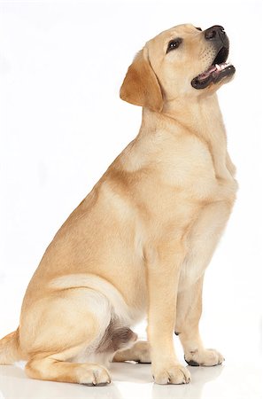 simsearch:400-05890888,k - Beautiful Labrador retriever, champagne colored, isolated on white background Foto de stock - Royalty-Free Super Valor e Assinatura, Número: 400-07449312