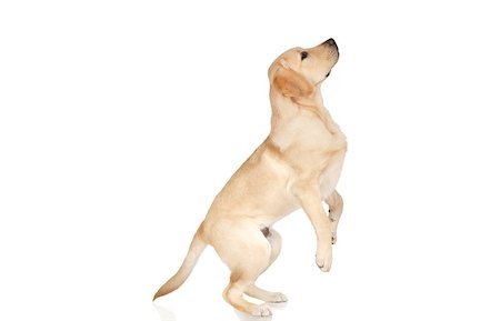 simsearch:400-05890888,k - Beautiful Labrador retriever, champagne colored, isolated on white background Foto de stock - Royalty-Free Super Valor e Assinatura, Número: 400-07449313