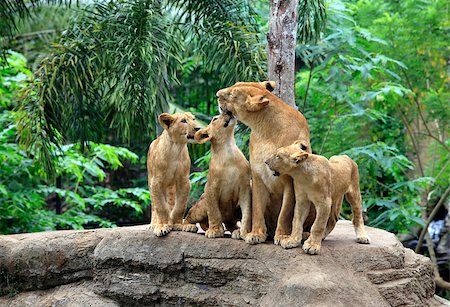 simsearch:400-07422527,k - Family of lions in a zoo. Bali. Indonesia Photographie de stock - Aubaine LD & Abonnement, Code: 400-07449496