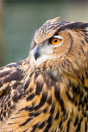 simsearch:400-04680215,k - A close up head shot of an Eagle Owl (Eurasian Eagle Owl).  The focus is on the owls orange eyes and the bird is looking to the left. Stock Photo - Budget Royalty-Free & Subscription, Code: 400-07449528
