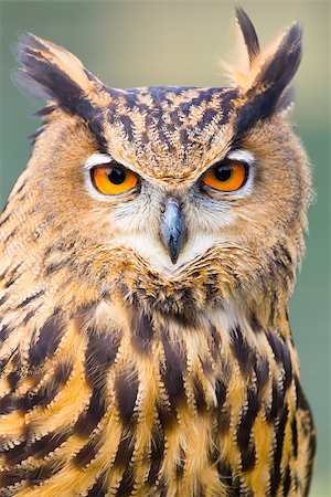 simsearch:400-04730667,k - A close up head shot of an Eagle Owl (Eurasian Eagle Owl).  The focus is on the owls orange eyes. Fotografie stock - Microstock e Abbonamento, Codice: 400-07449529