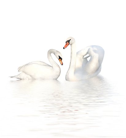 simsearch:400-08115863,k - Two white swans. Isolated on white background Photographie de stock - Aubaine LD & Abonnement, Code: 400-07449979