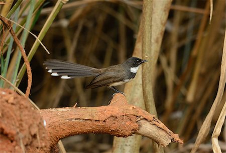 fantail - beautiful Pied Fantail (Rhipidura javanica) in Thai forest Stock Photo - Budget Royalty-Free & Subscription, Code: 400-07450070