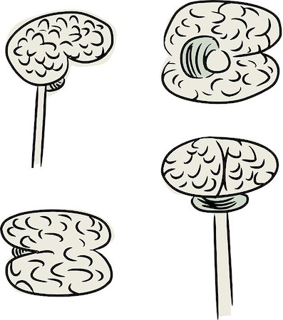 Doodle of human brain in four different views Stock Photo - Budget Royalty-Free & Subscription, Code: 400-07450085