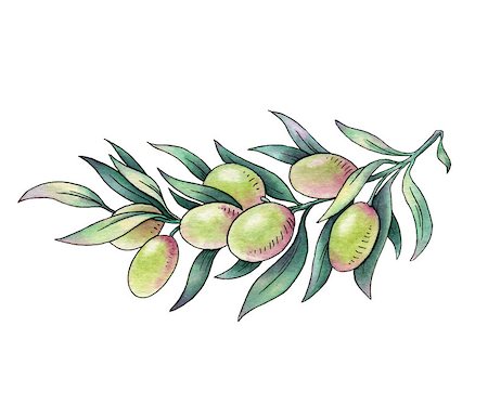 Olive branch. Watercolor illustration on white background Stock Photo - Budget Royalty-Free & Subscription, Code: 400-07450672