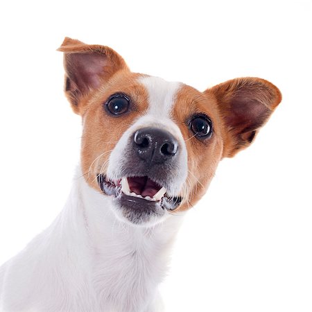 simsearch:400-07661314,k - portrait of a purebred jack russel terrier in studio Photographie de stock - Aubaine LD & Abonnement, Code: 400-07464424