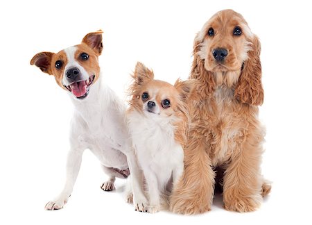 simsearch:400-07303399,k - puppy english cocker, jack russel and chihuahua in a studio Photographie de stock - Aubaine LD & Abonnement, Code: 400-07464427