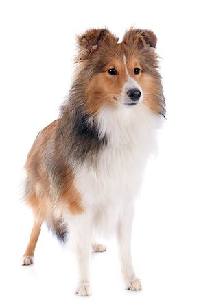 sheltie - portrait of a purebred shetland dog in front of white background Stock Photo - Budget Royalty-Free & Subscription, Code: 400-07464446