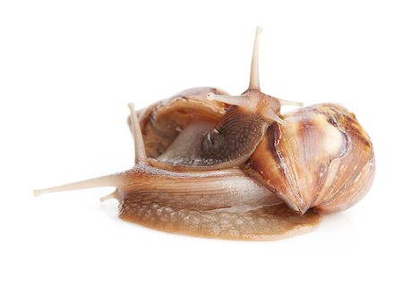 simsearch:400-04740730,k - Two snails. Isolated on white background Photographie de stock - Aubaine LD & Abonnement, Code: 400-07465155