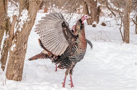 Closeup shot of a male wild turkey in the snow. Stock Photo - Budget Royalty-Free & Subscription, Code: 400-07465357