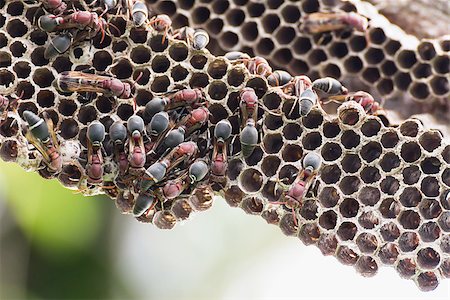 Nest of Hornet. Larvae and adults in the nest axis on tree. Stock Photo - Budget Royalty-Free & Subscription, Code: 400-07465363