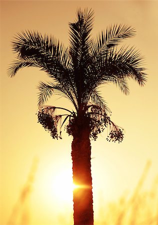 simsearch:400-08774047,k - Palm tree under sunset at sea. Stock Photo - Budget Royalty-Free & Subscription, Code: 400-07465445