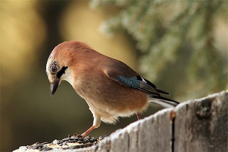 simsearch:400-07327302,k - hungry european jay ( garrulus glandarius ) looking at seeds Stock Photo - Budget Royalty-Free & Subscription, Code: 400-07465695