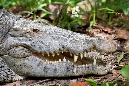 close up of an alligator on the ground of the rain forest in Belize Photographie de stock - Aubaine LD & Abonnement, Code: 400-07465784