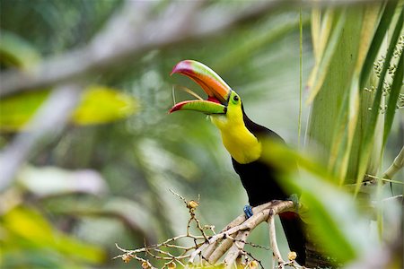 closeup of a keel billed toucan in the rainforest of Belize Stock Photo - Budget Royalty-Free & Subscription, Code: 400-07465783