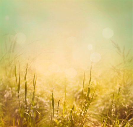 defocus - Spring or summer abstract nature background with grass in the meadow and blue sky in the back Stock Photo - Budget Royalty-Free & Subscription, Code: 400-07465835