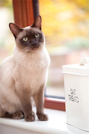 simsearch:649-07065152,k - beautiful oriental cat patiently waiting for treats Photographie de stock - Aubaine LD & Abonnement, Code: 400-07466180
