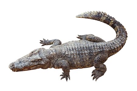 Wildlife crocodile isolated on white background with clipping path Stock Photo - Budget Royalty-Free & Subscription, Code: 400-07466192