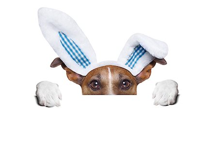 simsearch:400-07254895,k - dog dressed up as bunny behind white blank banner Stock Photo - Budget Royalty-Free & Subscription, Code: 400-07466240