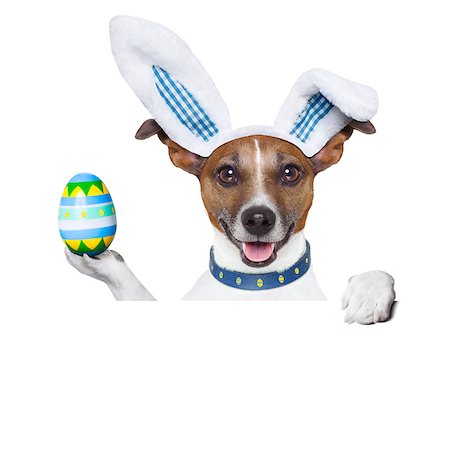 dog with ears - dog dressed up as bunny with easter holding an colorful easter egg Stock Photo - Budget Royalty-Free & Subscription, Code: 400-07466242