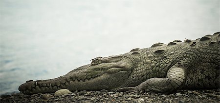 simsearch:400-07422527,k - Crocodile laying down near the river Photographie de stock - Aubaine LD & Abonnement, Code: 400-07461702