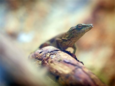 Lizard looking away on a tree trunk Foto de stock - Royalty-Free Super Valor e Assinatura, Número: 400-07461714