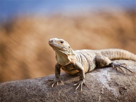 Lizard catching sun on a rock Foto de stock - Royalty-Free Super Valor e Assinatura, Número: 400-07461713