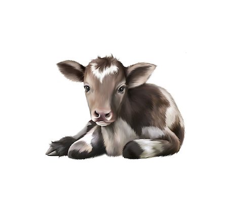 Newborn Calf, black and white baby cow Stock Photo - Budget Royalty-Free & Subscription, Code: 400-07462872