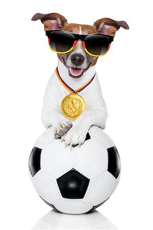 dog fan - fifa world cup  brazil dog holding soccer ball Stock Photo - Budget Royalty-Free & Subscription, Code: 400-07463017