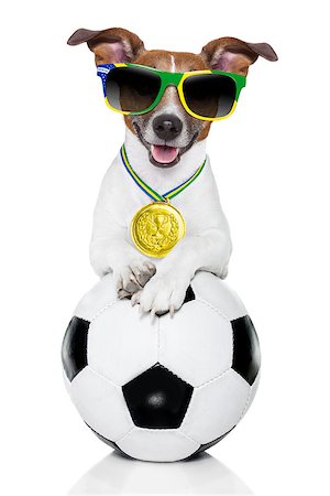 dog fan - fifa world cup  brazil dog holding soccer ball Stock Photo - Budget Royalty-Free & Subscription, Code: 400-07463018