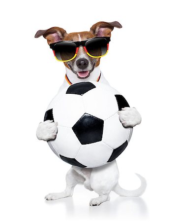 dog fan - fifa world cup  brazil dog holding soccer ball Stock Photo - Budget Royalty-Free & Subscription, Code: 400-07463029