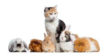 simsearch:400-07463752,k - European shorthair with rabbits and Guinea pigs in a row, isolated on white Photographie de stock - Aubaine LD & Abonnement, Code: 400-07463347