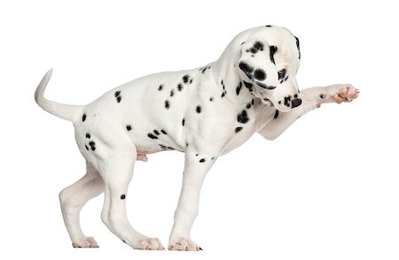 simsearch:400-07471823,k - Side view of a Dalmatian puppy pawing up, isolated on white Foto de stock - Super Valor sin royalties y Suscripción, Código: 400-07463460