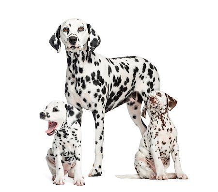 simsearch:400-07577152,k - Dalmatian mom and puppies, isolated on white Foto de stock - Super Valor sin royalties y Suscripción, Código: 400-07463549