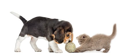 simsearch:400-07471866,k - Beagle puppy and Highland fold kitten playing with a ball, isolated on white Photographie de stock - Aubaine LD & Abonnement, Code: 400-07463605