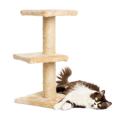 simsearch:400-07471863,k - British longhair lying down at the bottom of a cat tree, isolated on white Photographie de stock - Aubaine LD & Abonnement, Code: 400-07463608