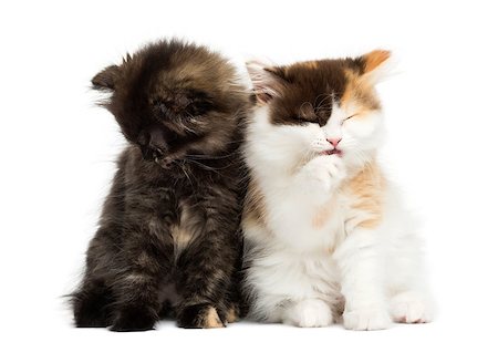 simsearch:400-07471853,k - Higland straight and fold kittens sitting, isolated on white Photographie de stock - Aubaine LD & Abonnement, Code: 400-07463636