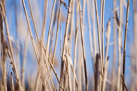 sedge grasses - Dry grass Stock Photo - Budget Royalty-Free & Subscription, Code: 400-07477348