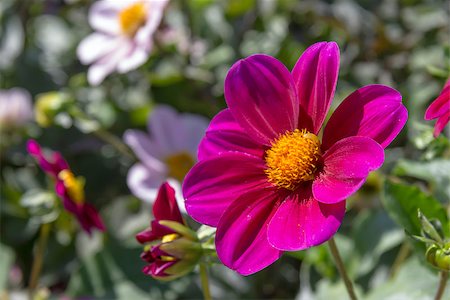 simsearch:400-04416181,k - Beautiful colorful flower garden with various flowers Fotografie stock - Microstock e Abbonamento, Codice: 400-07477359