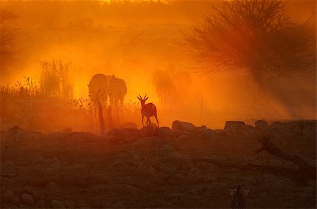 simsearch:851-02963293,k - A fiery sunset at Okaukeujo waterhole, Namibia Foto de stock - Super Valor sin royalties y Suscripción, Código: 400-07477405